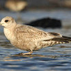 Mew Gull